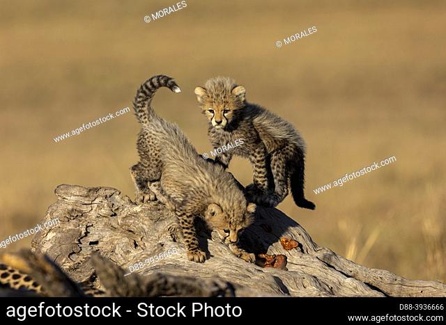 Africa, East Africa, Kenya, Masai Mara National Reserve, National Park, Two Young Cheetah (Acinonyx jubatus), on a tree stump with red mushroms