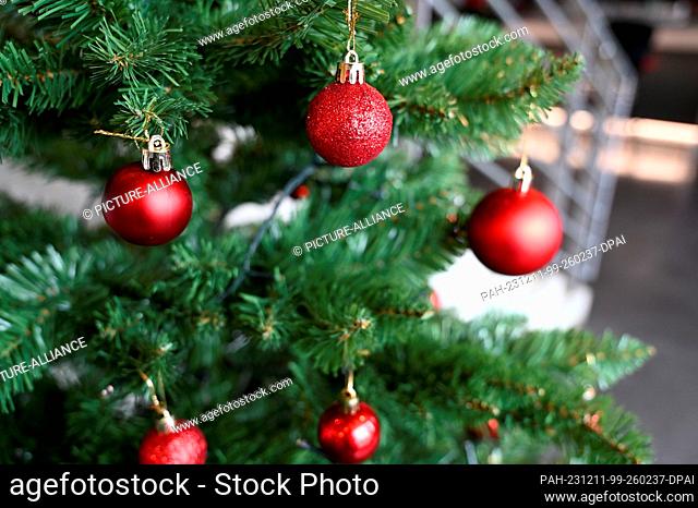 11 December 2023, North Rhine-Westphalia, Cologne: Christmas bauble, Christmas tree bauble hanging on a branch of a fir tree