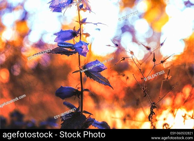 Violet flowers on abstract background