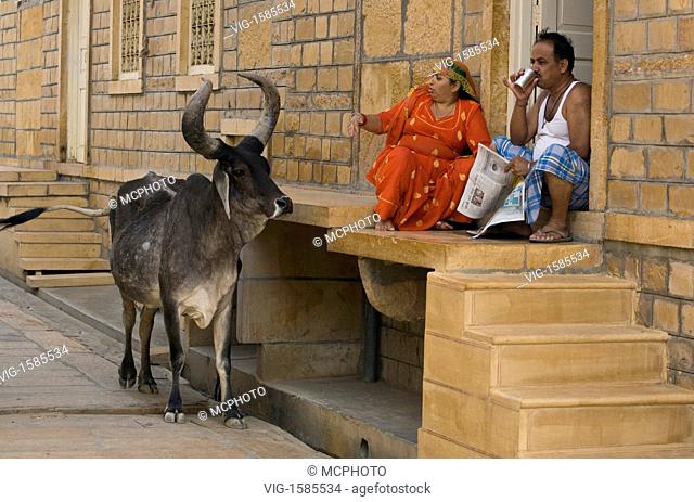 A husband and wife shy away from a sacred BULL in front of their SANDSTONE home in JAISALMER - RAJASTHAN, INDIA - 01/01/2009