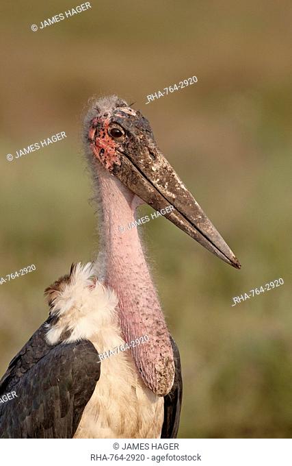 Marabou stork Leptoptilos crumeniferus, Serengeti National Park, Tanzania, East Africa, Africa