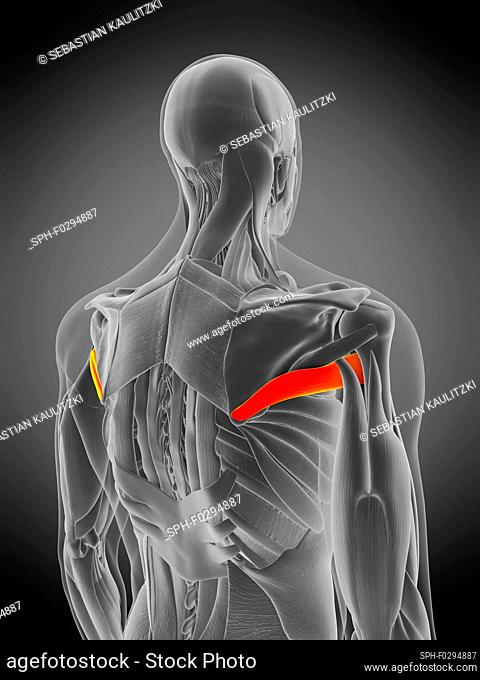 Teres major muscle, illustration