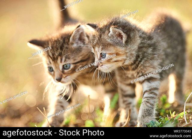 Two kitten on a meadow, Upper Palatinate, Germany, Europe