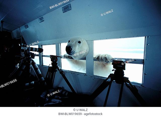 polar bear Ursus maritimus, staring into the tundra buggie, USA, Alaska, Churchill