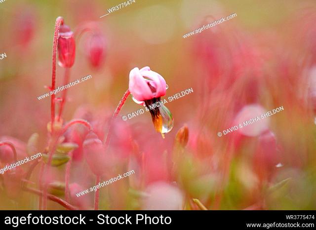 Small cranberry (Vaccinium oxycoccos) blossoms in a moor