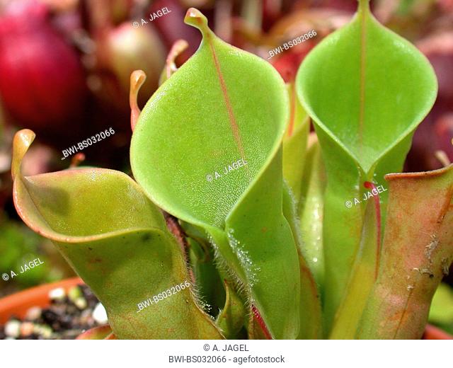 sun pitcher (Heliamphora minor), carnivorous plant, pitcher traps