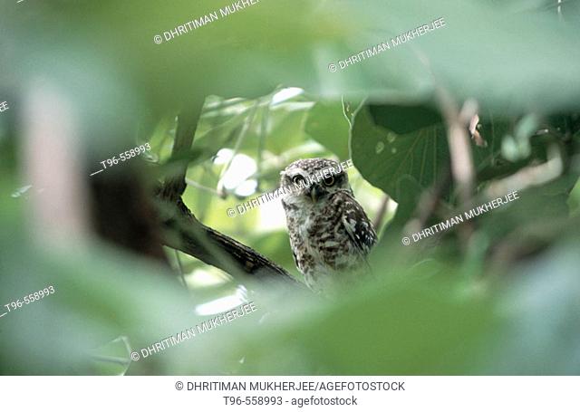 Spotted owlet. Ranthambore National Park. Rajasthan. India