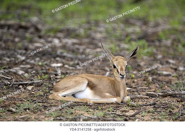 Springbok (Antidorcas marsupialis) - Lamb, Kgalagadi Transfrontier Park in rainy season, Kalahari Desert, South Africa/Botswana
