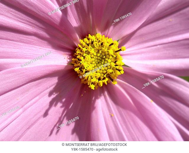 Cosmea flower closeup