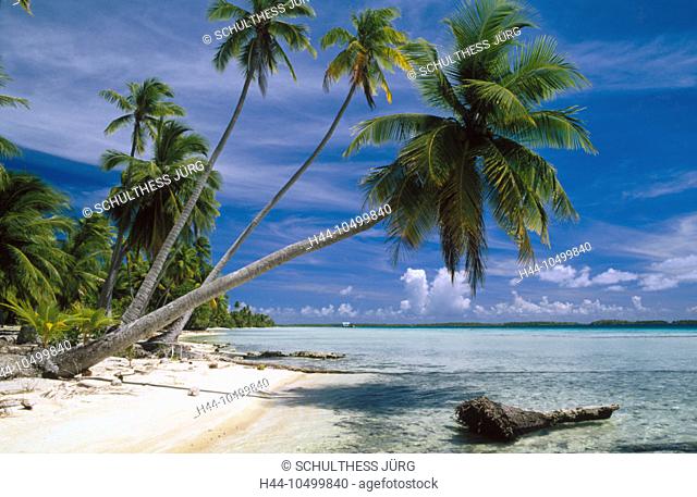 10499840, palm beach, South Pacific, Pacific, Tuamotu islands, isles, typical, atoll, beach, seashore