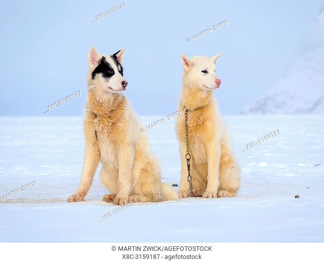 Sled dog during winter in Uummannaq in the north west of Greenland. Dog teams are still draft animals for the fishermen of the villages and stay all winter on...