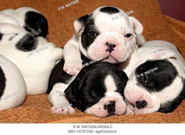 Dog - French Bulldog Puppies - 10 days old