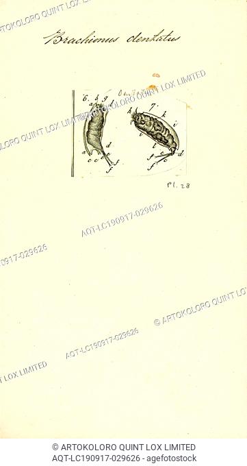 Brachionus dentatus, Print, Brachionus quadridentatus. Brachionus is a genus of planktonic rotifers occurring in freshwater, alkaline and brackish water