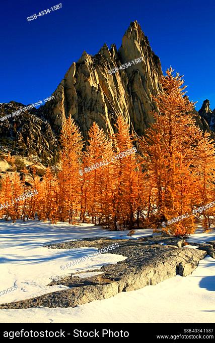 Golden Larch trees in snow with mountain peak in the background, Alpine Lakes Wilderness, Washington State, USA