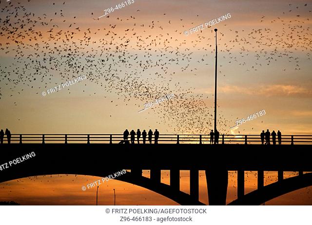 Mexican free-tailed bats (Tadarida brasiliensis). Sunset, World's largest urban bat colony. Congress Avenue Bridge. Austin, Texas. USA