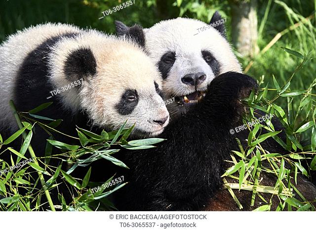 Female giant panda Huan Huan feeding on bamboo with her playfull cub (Ailuropoda melanoleuca). Yuan Meng, first giant panda even born in France