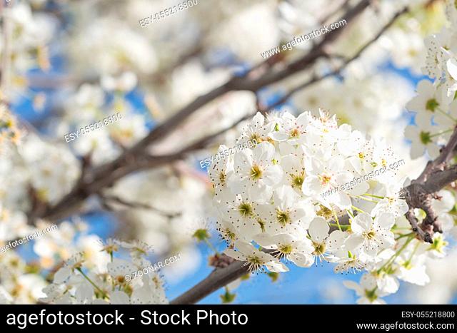 Macro of Early Spring Tree Blossoms with Narrow Depth of Field
