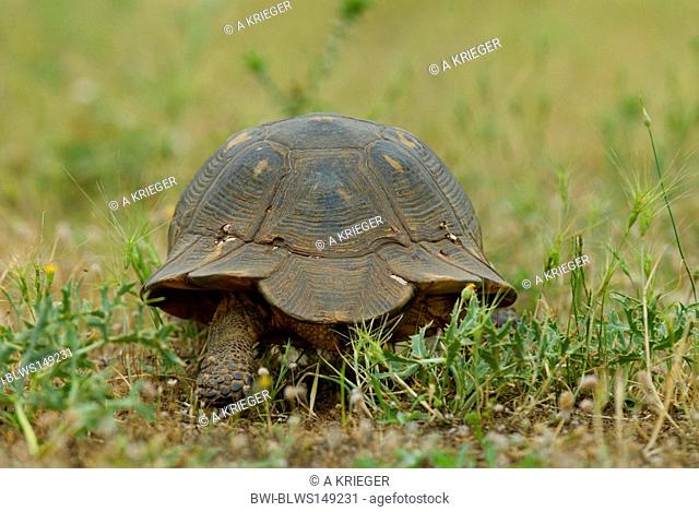margined tortoise, marginated tortoise Testudo marginata, walking, Greece, Thessalien, Makrychori