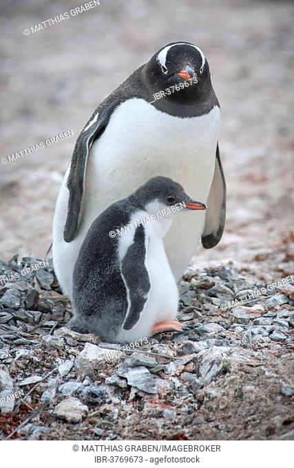 Gentoo Penguin (Pygoscelis papua) and young at nest, Hannah Point, Livingston Island, South Shetland Islands, Antarctica