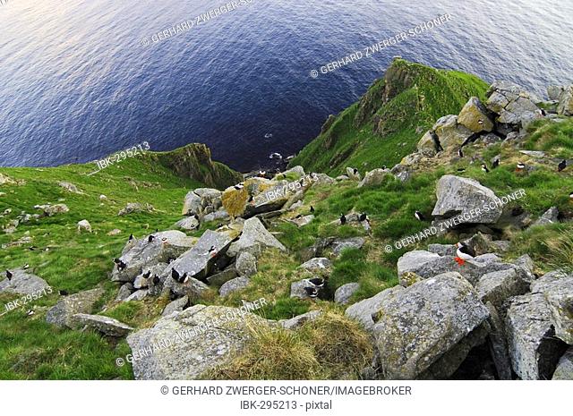 Puffin nesting sites, Bird Island Runde, More og Romsdal, Norway