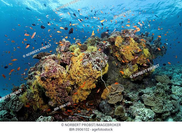 Coral block from various soft corals and hard corals, with Anthias (Anthiinae), Lhaviyani Atoll, Indian Ocean, Maldives