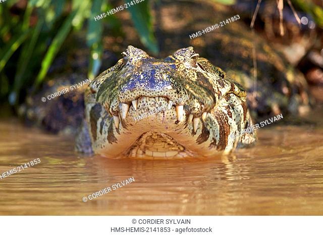 Brazil, Mato Grosso, Pantanal region, Yacare caiman (Caiman yacare), resting on the bank of the river