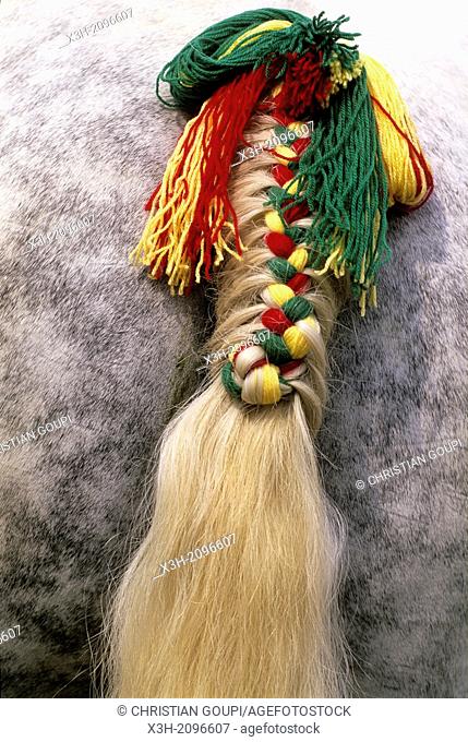 braided horse tail, Regional Natural Park of Perche, Orne department, Lower Normandy region, France, Western Europe