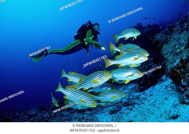 Oriental sweetlips and scuba diver, Plectorhinchus vittatus, Indian Ocean Ari Atol, Maldives Island