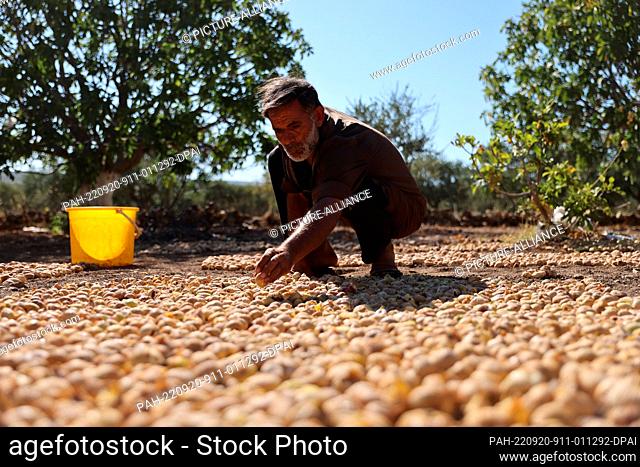 20 September 2022, Syria, Baluon: A Syrian worker lays down figs on the floor to dry outside at the village of Baluon before sending them to dried fruit...