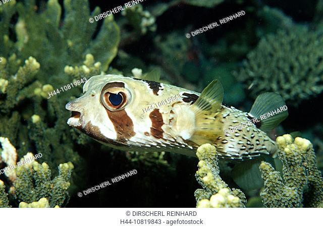 Black-blotched porcupinefish, Diodon liturosus, Indonesia, Wakatobi Dive, Resort, Sulawesi, Indian Ocean, Bandasea, fi