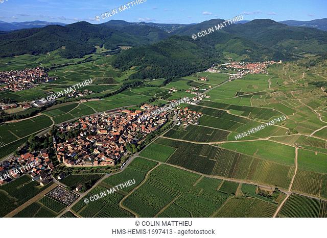 France, Haut Rhin, Alsace wine road, Kientzheim, fortified village, vineyards (aerial view)
