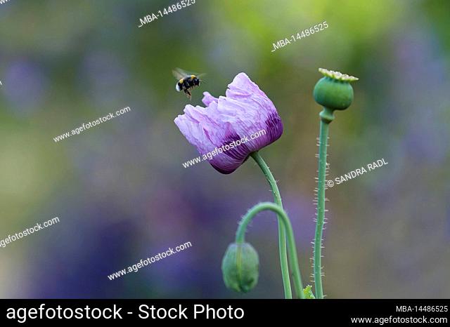 a bumblebee flies to a flower of the ornamental poppy (Papaver), Germany