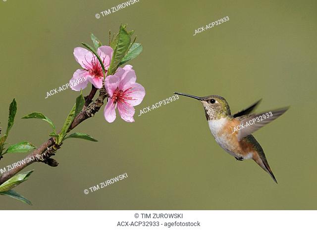 Female Rufous Hummingbird Selasphorus rufus feeding on the nectar of a flower