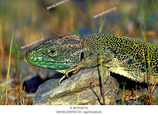 ocellated lizard, ocellated green lizard, eyed lizard, jewelled lizard Lacerta lepida, portrait, Portugal, Madeira