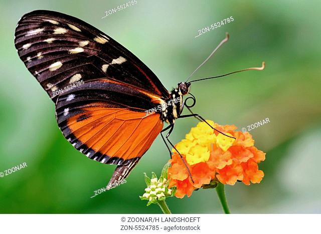 Butterfly mettmann