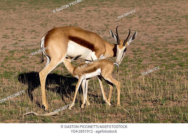 Springbok (Antidorcas marsupialis) - Mother and lamb, Kgalagadi Transfrontier Park in rainy season, Kalhari Desert, South Africa/Botswana