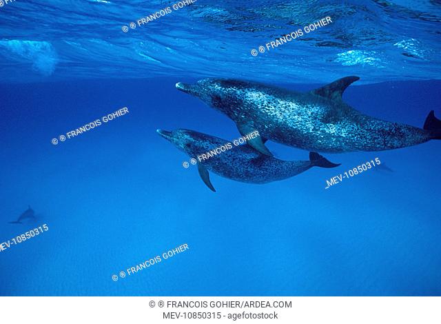 Atlantic Spotted Dolphin - underwater (Stenella frontalis). Photographed on the Grand Bahamas Bank