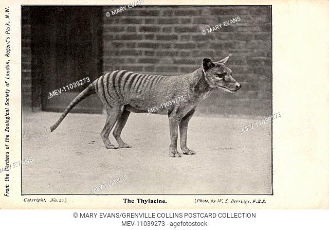 Tasmanian Tiger or Thylacine (Thylacinus cynocephalus) in captivity at London Zoo. The species is believed to be extinct