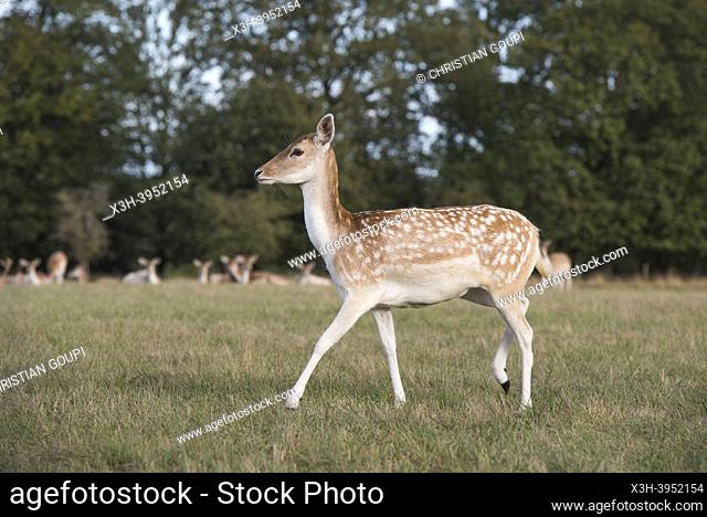 Female fallow deer (doe), Park of the Chateau of Nogent-le-Roi, Eure-et-Loir department, Centre-Val-de-Loire region, France, Europe