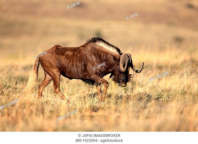 Black Wildebeest (Connochaetes gnou), adult, Mountain Zebra National Park, South Africa, Africa