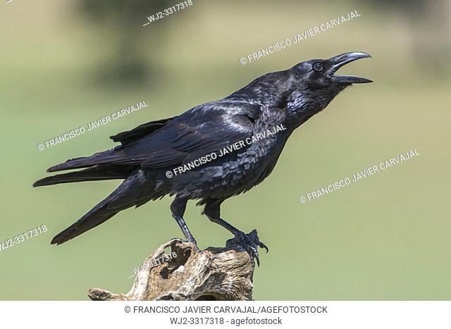 Common raven, (Corvus corax) on a trunk in the meadow of Extremadura, Spain
