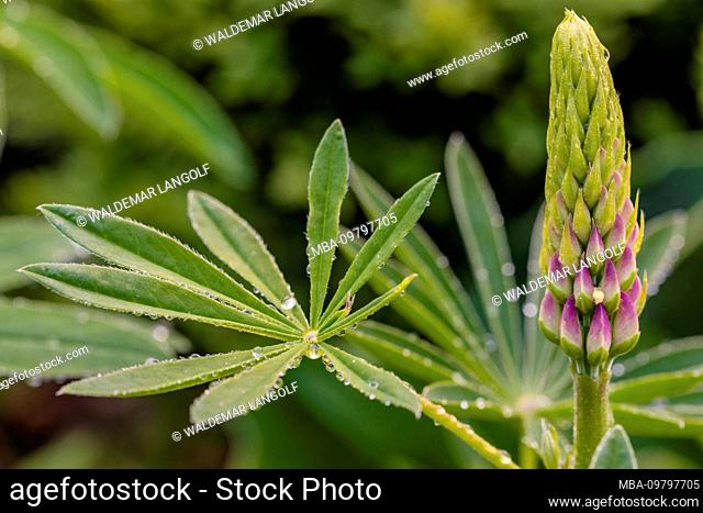 Lupinus polyphyllus, inflorescence