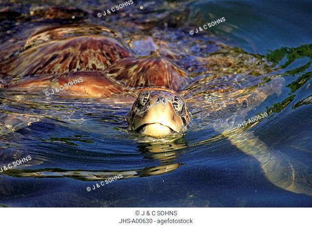 Green Sea Turtle, Chelonia mydas, Cayman Islands, Grand Cayman, Caribbean, adult swimming in water breathing portrait