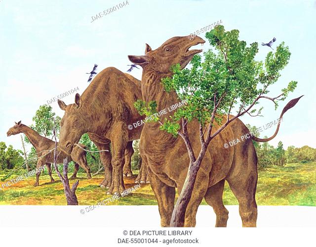 Palaeozoology - Oligocene/Miocene period - Extinct mammals - Hyracodontids  - Indricotherium..., Stock Photo, Picture And Rights Managed Image. Pic.  DAE-55001044 | agefotostock