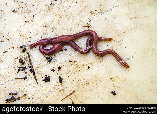 Eisenia andrei/fetida, earthworm, manure worm, tiger worm, red wiggler worm, December 31, 2021. (CTK Photo/Libor Sojka)