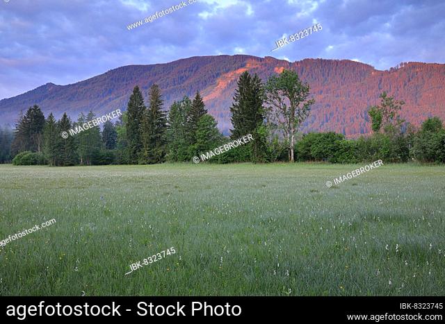 Common cottongrasses (Eriophorum), wet meadow, Murnauer moss, Murnau, Upper Bavaria, Bavaria, Germany, Europe