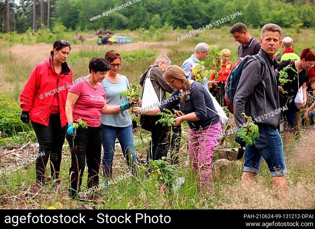 24 June 2021, Saxony-Anhalt, Drei-Annen-Hohne: Employees of the Harzklinikum Dorothea Christiane Erxleben take part in a reforestation campaign m Harz