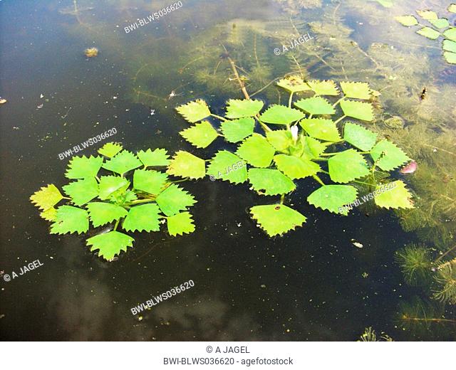 water chestnut Trapa natans, blooming, floating plant