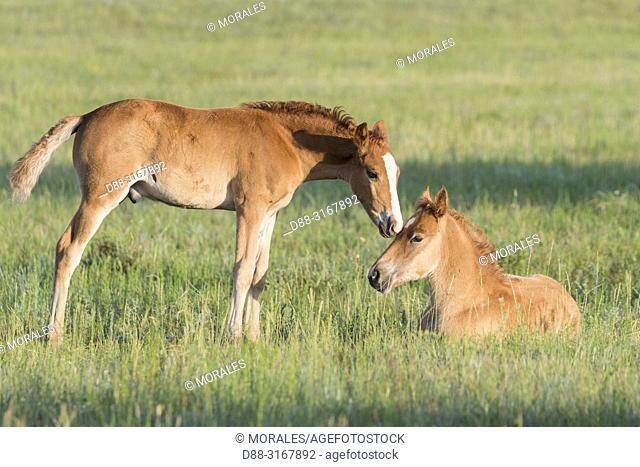 China, Inner Mongolia, Hebei Province, Zhangjiakou, Bashang Grassland, two foal