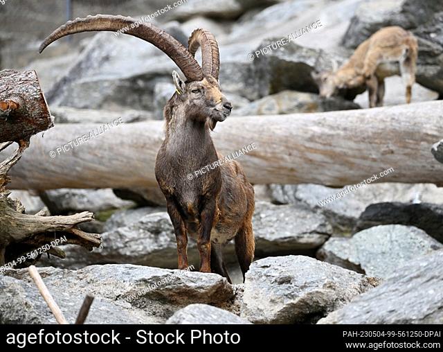 FILED - 03 May 2023, Austria, Innsbruck: An ibex stands on rocks at the Innsbruck Alpine Zoo. Photo: Angelika Warmuth/dpa. - Innsbruck/Tyrol/Austria